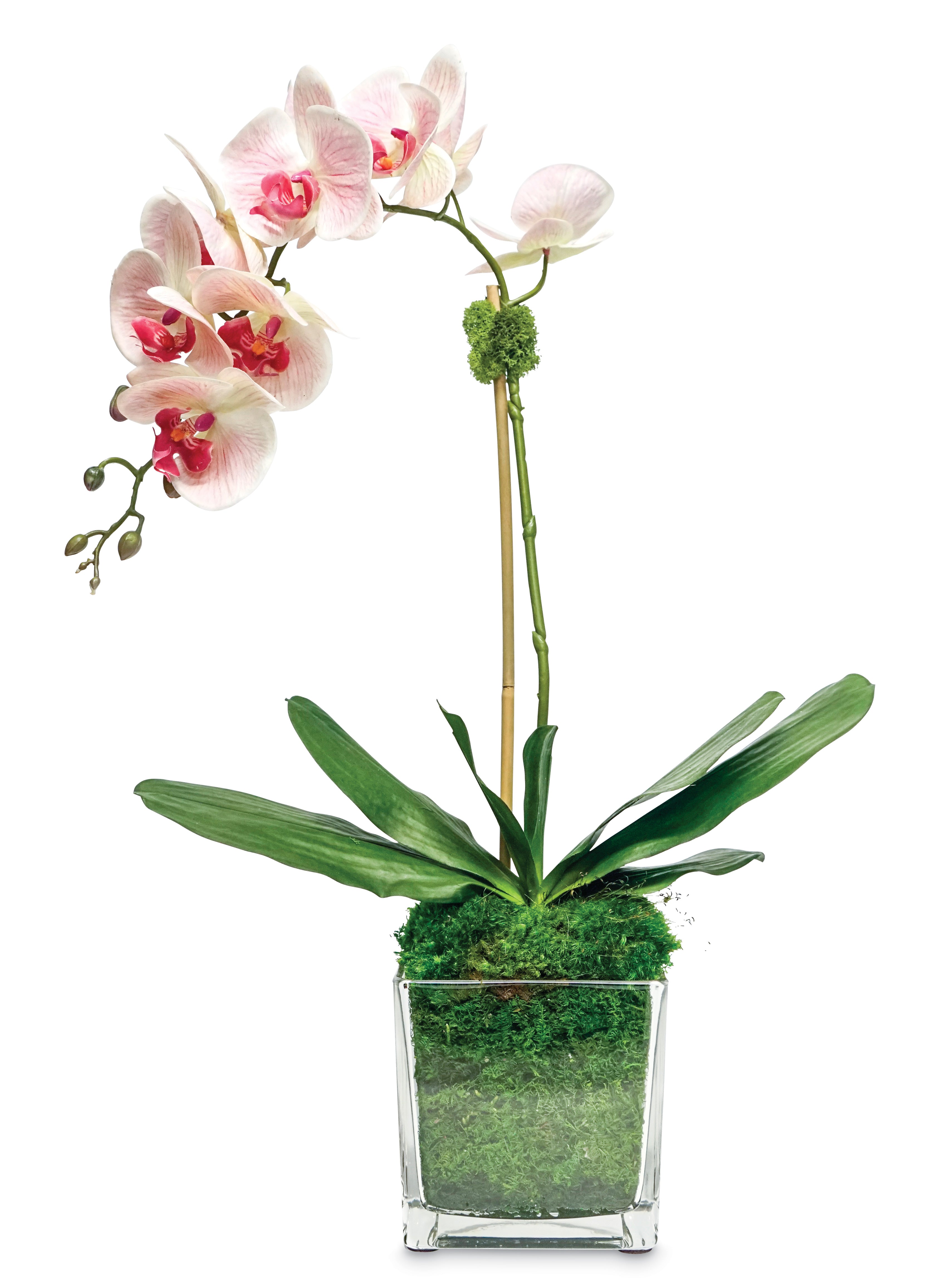 collection-banner-image